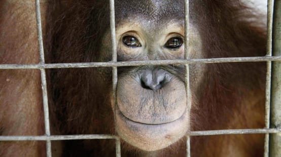 Orangután mirando a través de los barrotes de una jaula