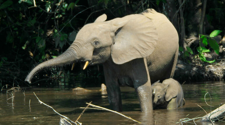 Elefantes del bosque viven en varios países de África y su hábitat está disminuyendo Elefante del bosque con cría