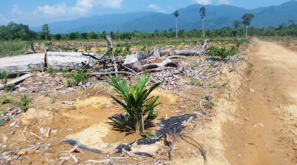 Áreas taladas en Palawan para establecer plantaciones Selva talada en Palawan